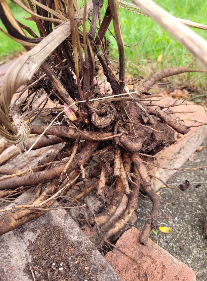 resized 05 still alive peonies yes 1 20230919_165043