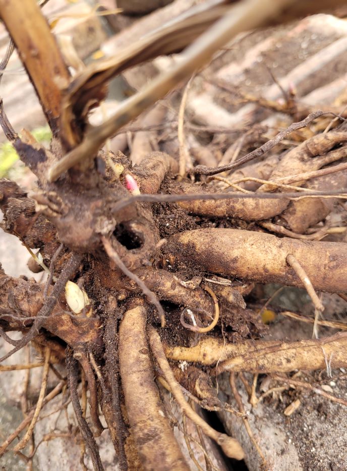 resized 06 still alive peonies yes 2 20230919_165047