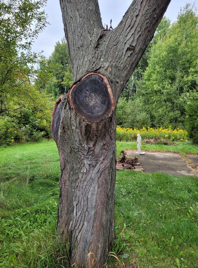 resized 07 big tree that was trimmed 20230919_165018