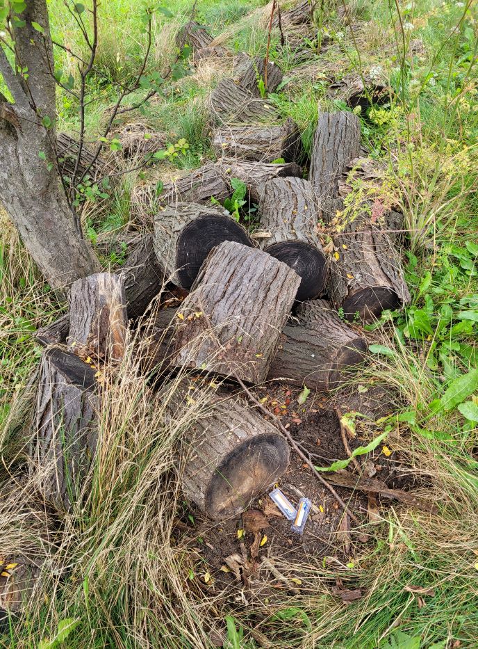 resized 08 big pile of logs cut from big tree 20230919_165008