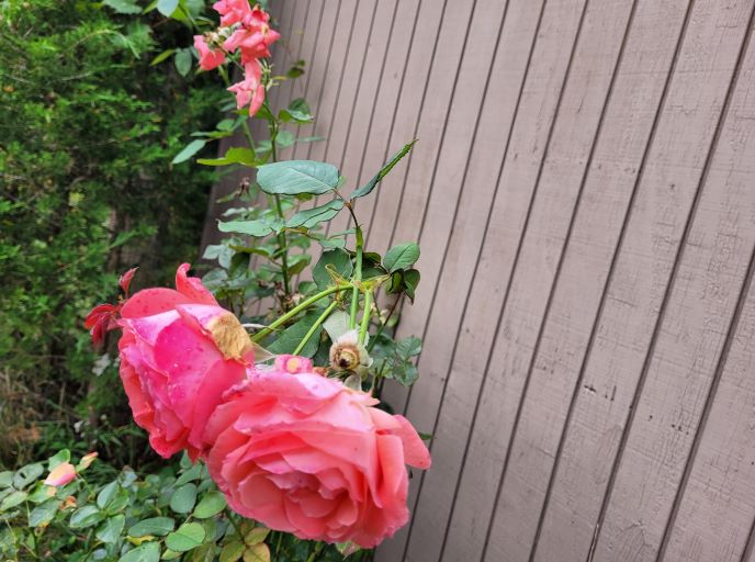 resized 10 roses still going strong 20230919_165347