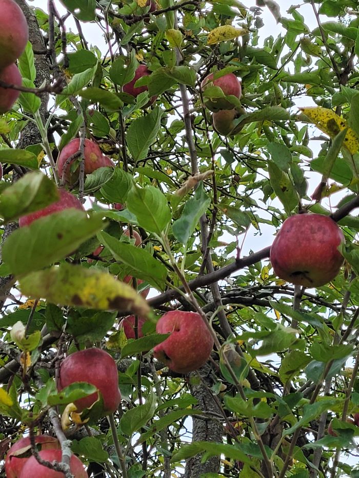 resized apples 092523
