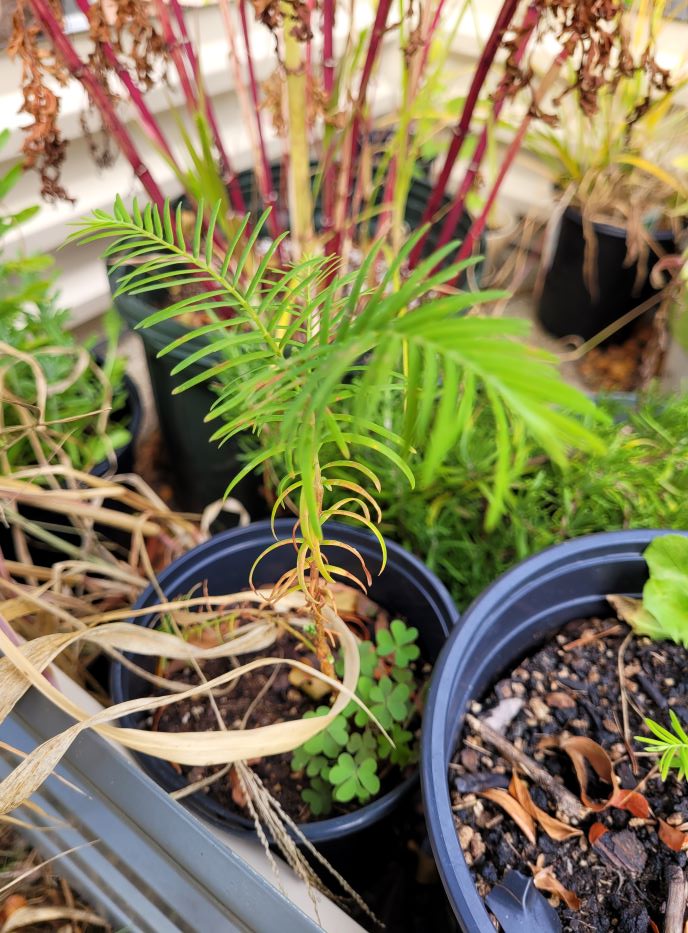 resized dawn redwood 1 20230905_165111