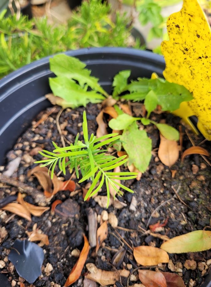 resized dawn redwood 2 20230905_165115