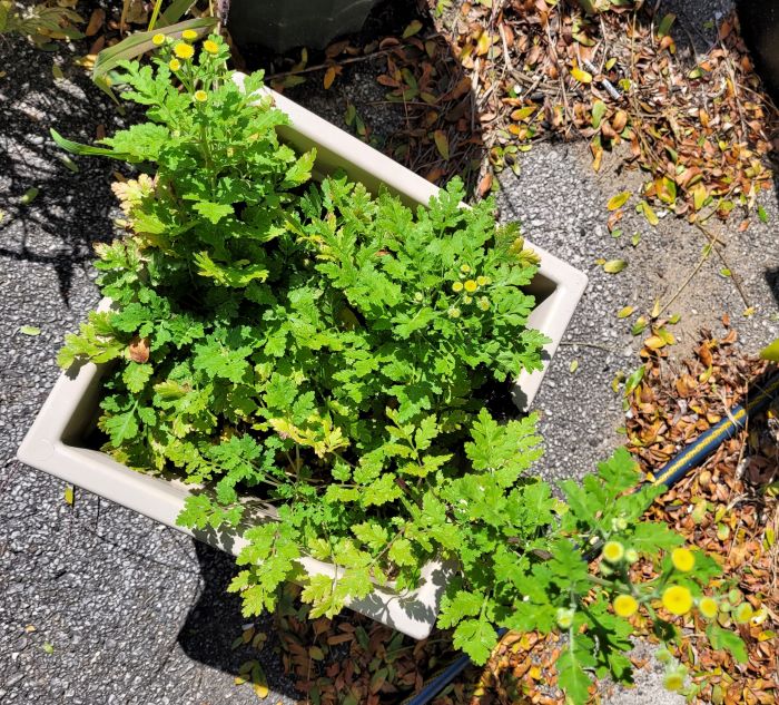 resized feverfew about to bloom 091523