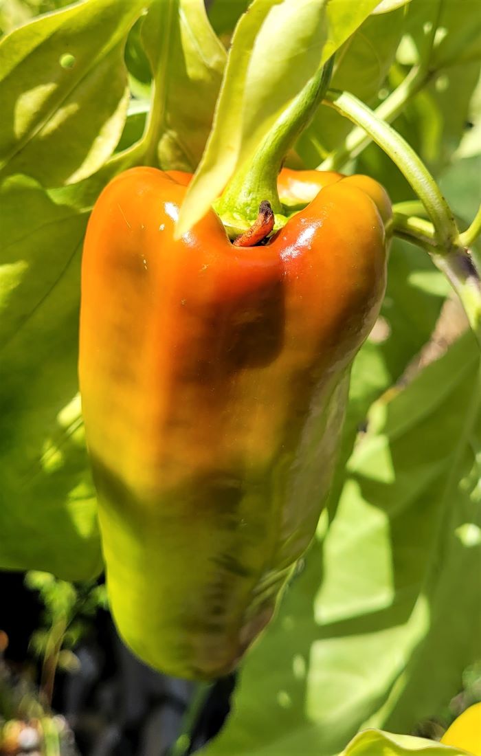 resized green yellow red pepper 091523