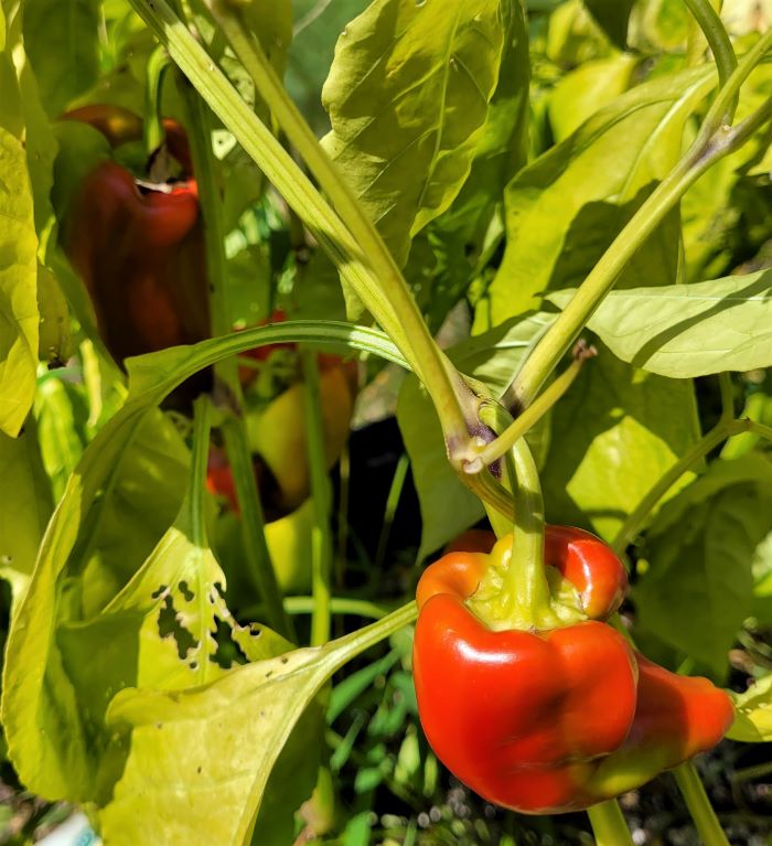 resized many more peppers to pick 091523