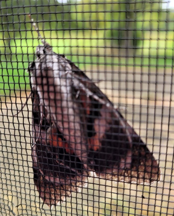 resized moth let me in 091523