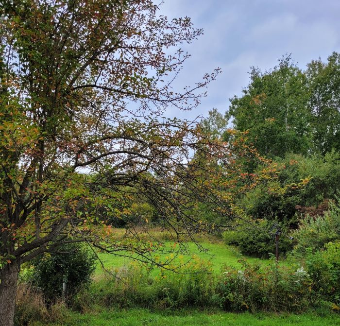 resized pear tree and field 092523