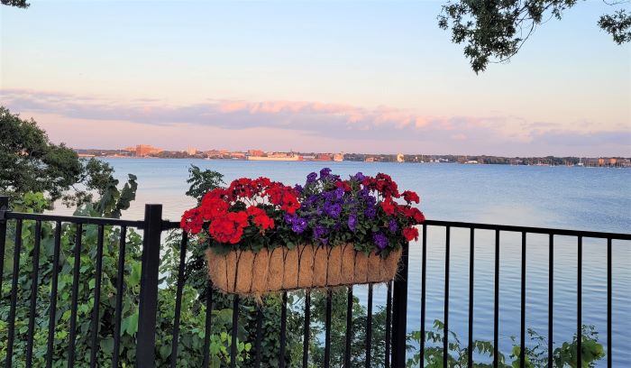 resized petunia and geranium overlooking lake 091523