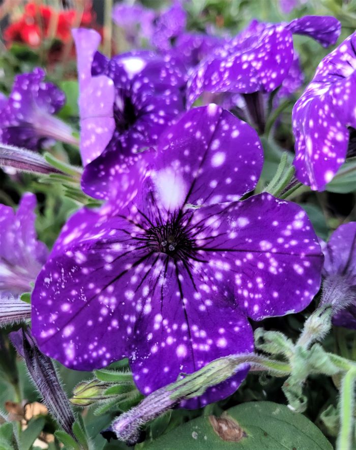 resized purple petunia 091523