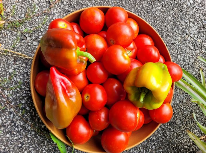 resized third big bowl of tomatoes 20230905_165052