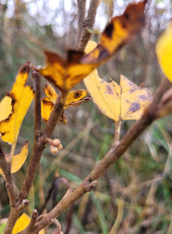 resized 06 witch hazel flower buds 20231027_174505