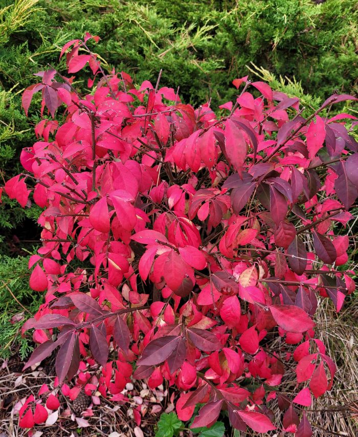 resized 07 euonymous in fall red 20231027_174540