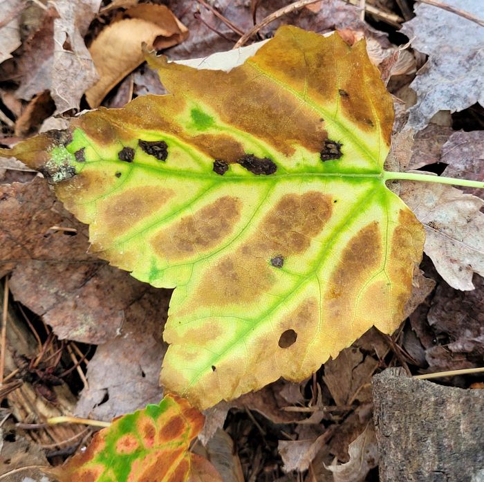 resized 070123 maple leaves with designs 2