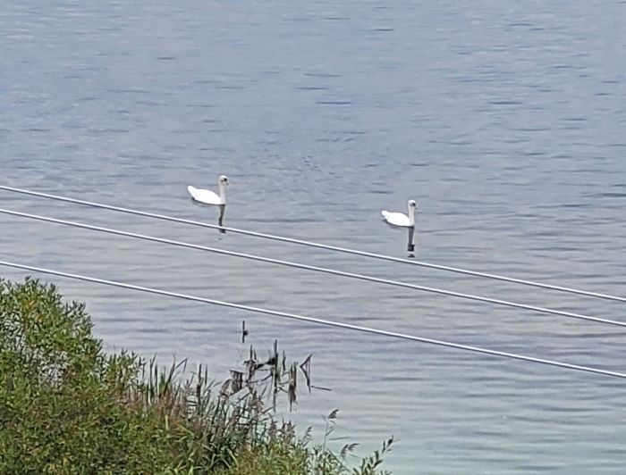 resized 2 swans in the lake 20231005_154449