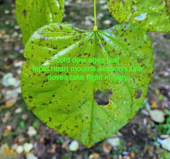 resized to 700 x 700 kigo 3 on old leaf cold dew is kigo 2