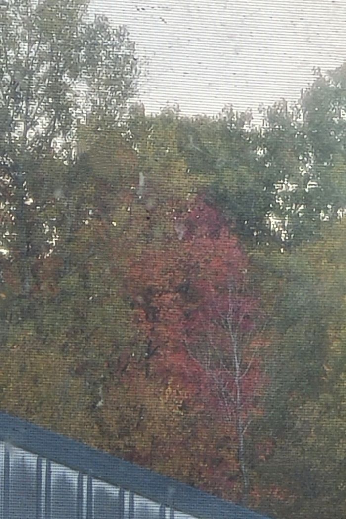 tree in field 102323