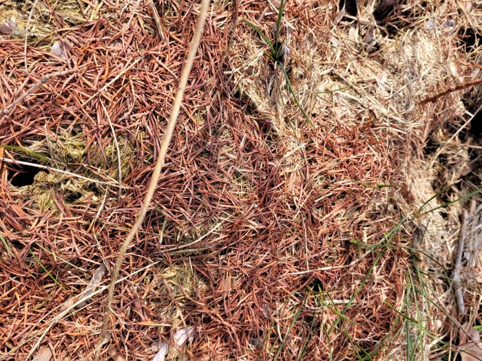 resized fallen larch leaves 032823 (2)