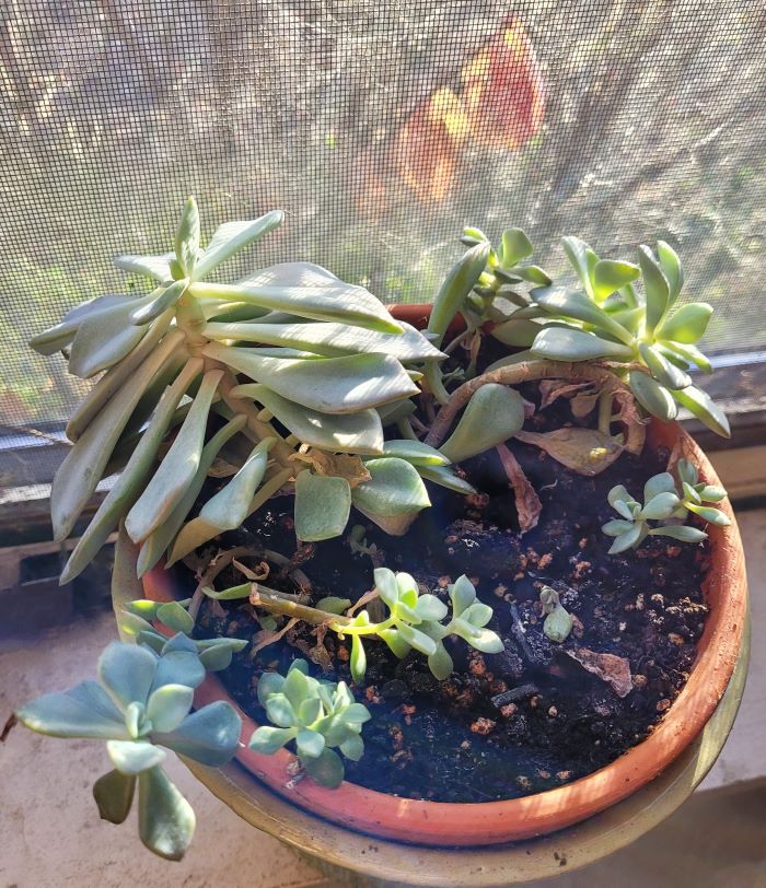 resized succulent in window 20231119_090947