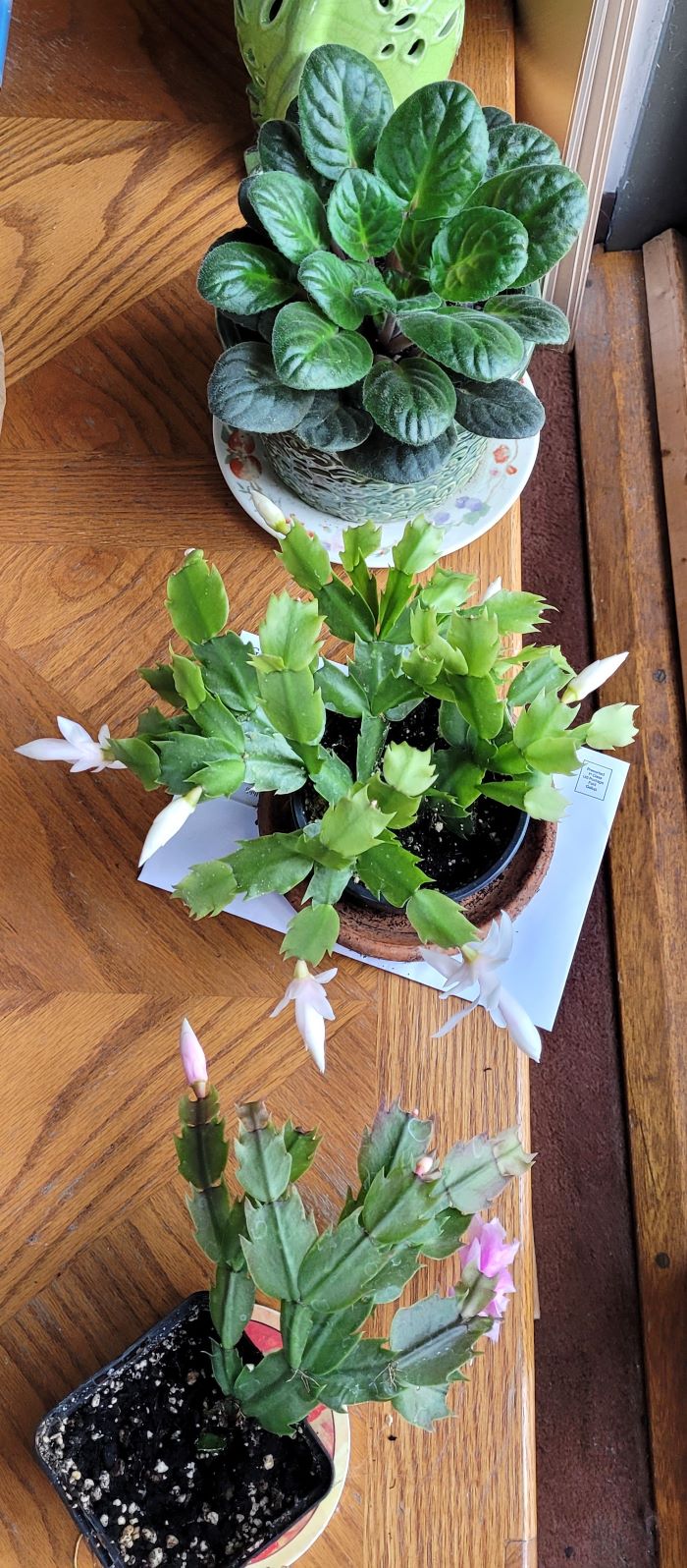 resized violet and christmas cacti 20231119_091905