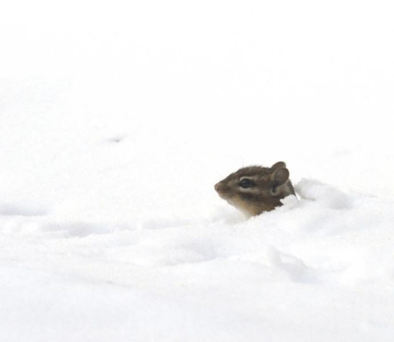 snow_chipmunk medium