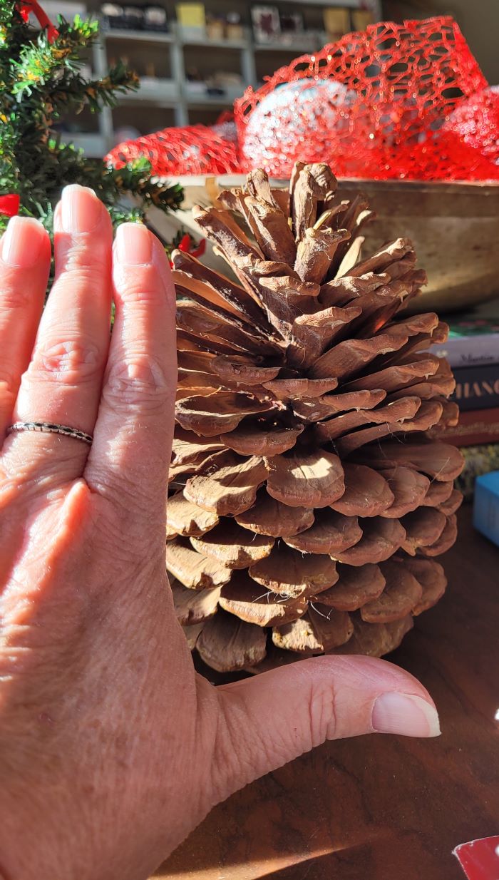 resized giant evergreen cone with my hand for scale 20231215_135740