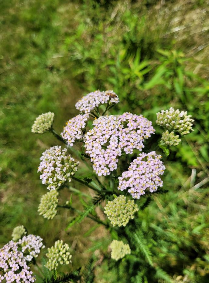 resized pink yarrow 20220618_144017