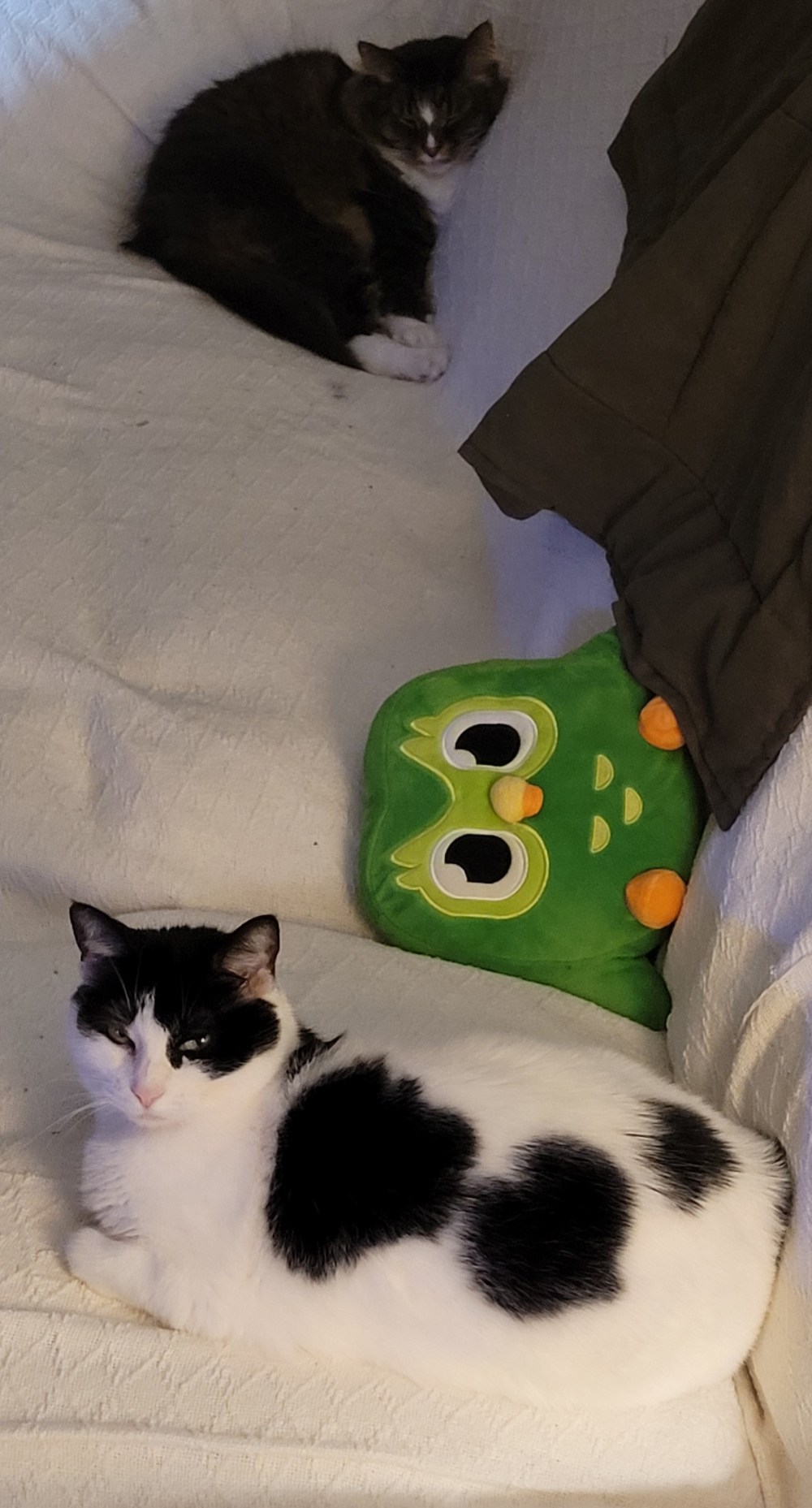 Dotty n Mlady on the couch 20240102_180610