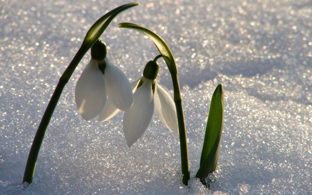 snowdrops