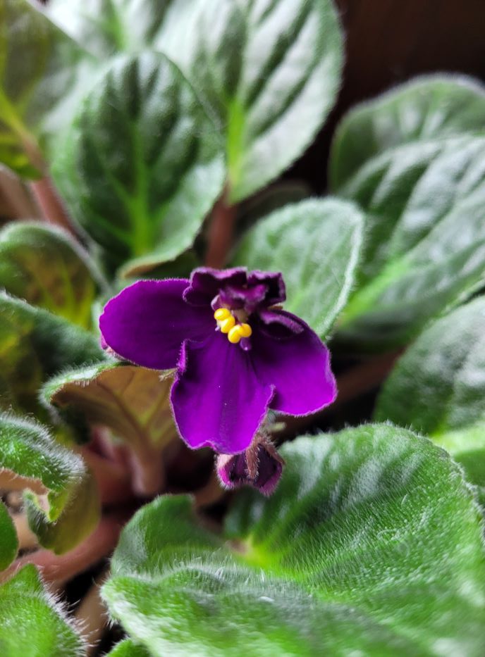 resized African violet blossom 20240216_114952