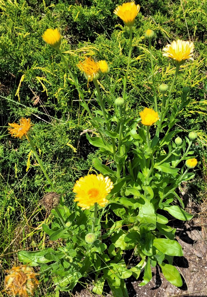 resized arnica in bloom (2)