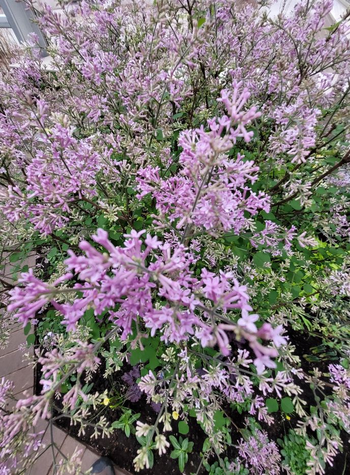 resized dwarf lilacs inside 20240210_162422