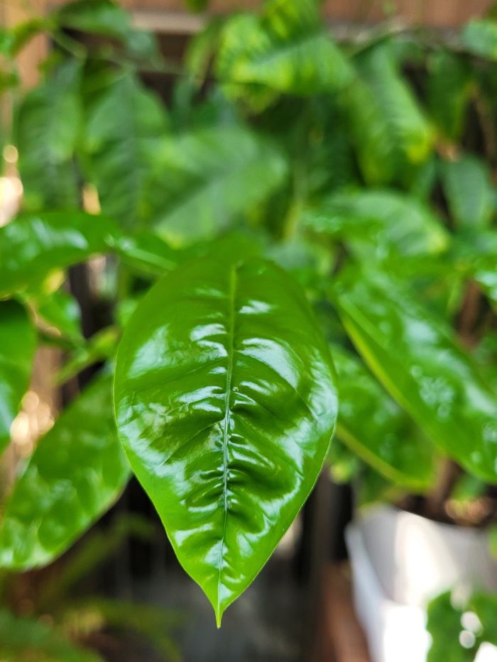 resized grapefruit tree leaf 20240205_163327