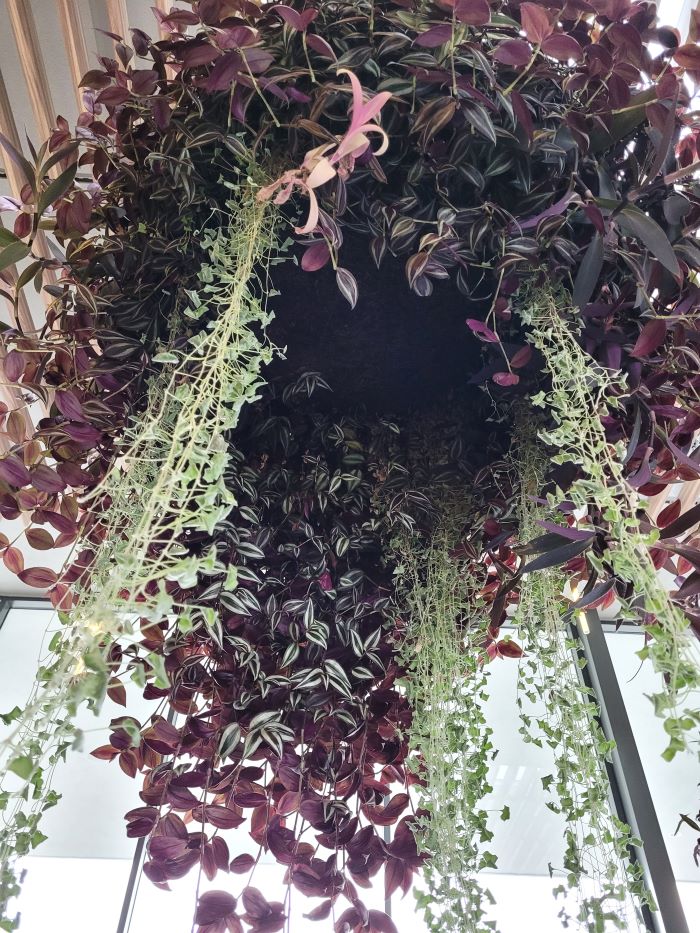 resized plant at FMG entryway 20240130_160518