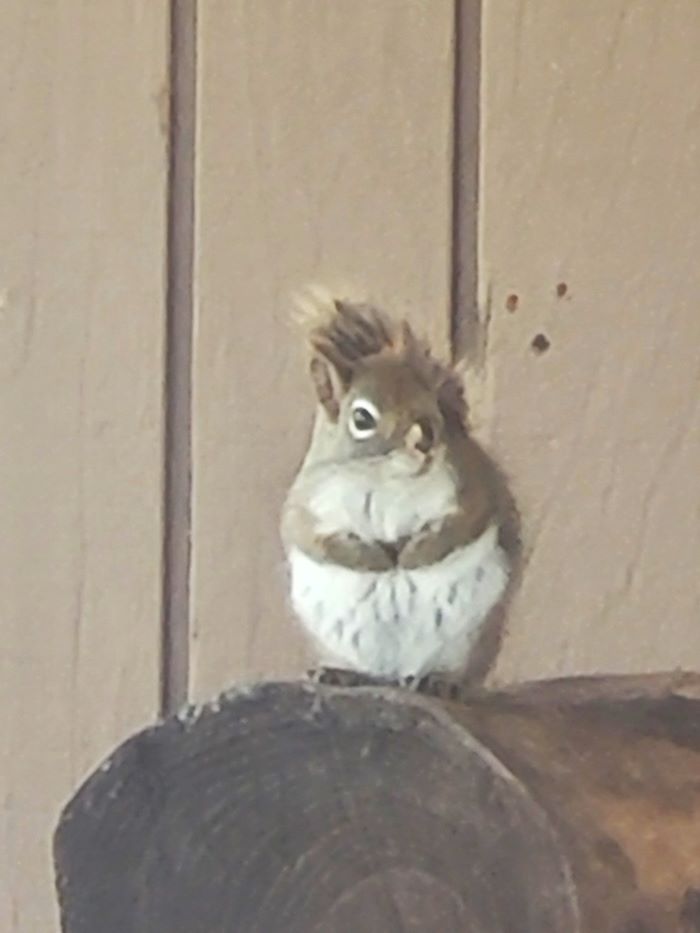 resized squirrel 2 20240221_152551