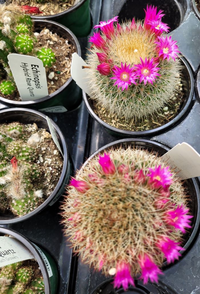 resized cacti 1 20240425_143932