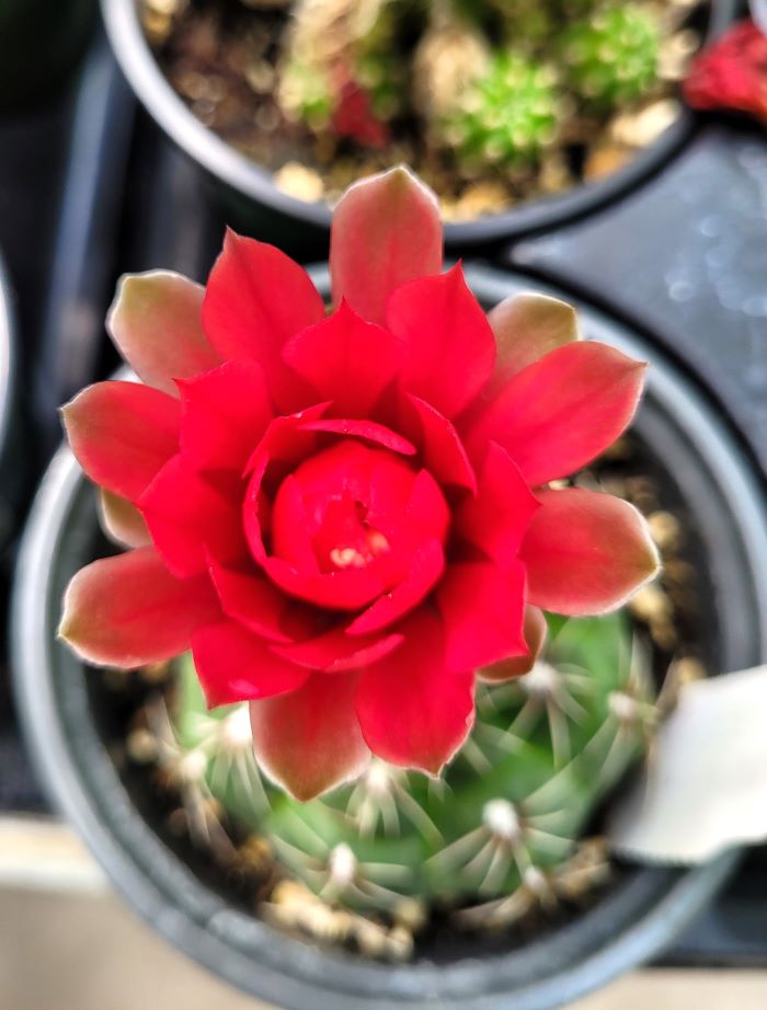 resized cacti 2 20240425_143942