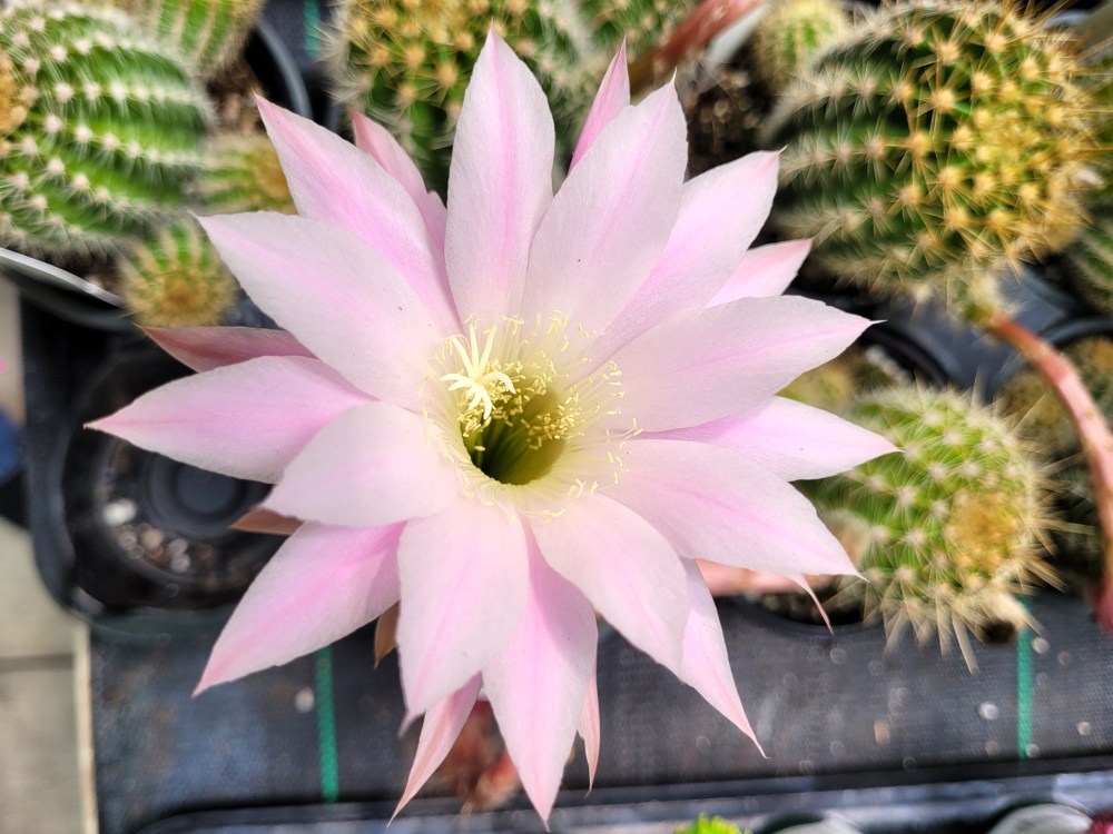 resized cacti 6 20240425_144047