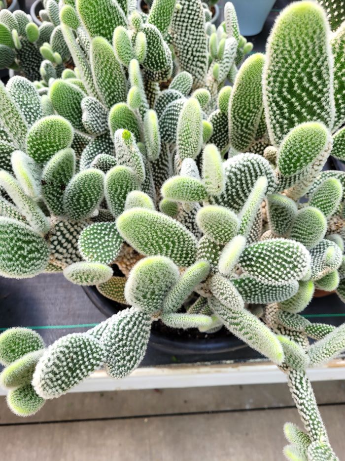 resized cacti 7 20240425_144102