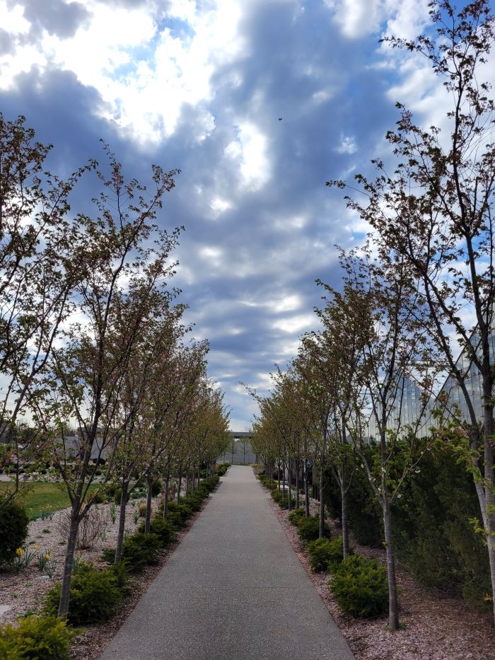 resized cherries 1 20240416_162205