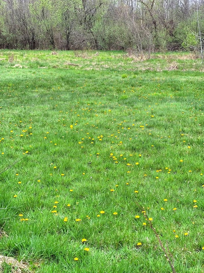 resized dandelion field 20240428_161039