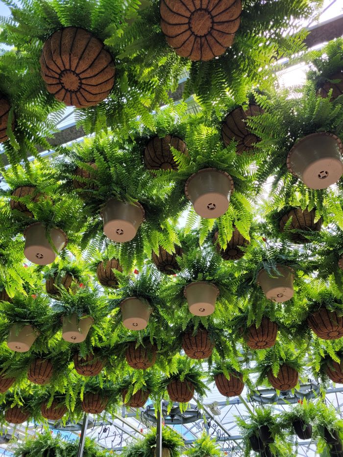 resized fern 1 20240425_144329