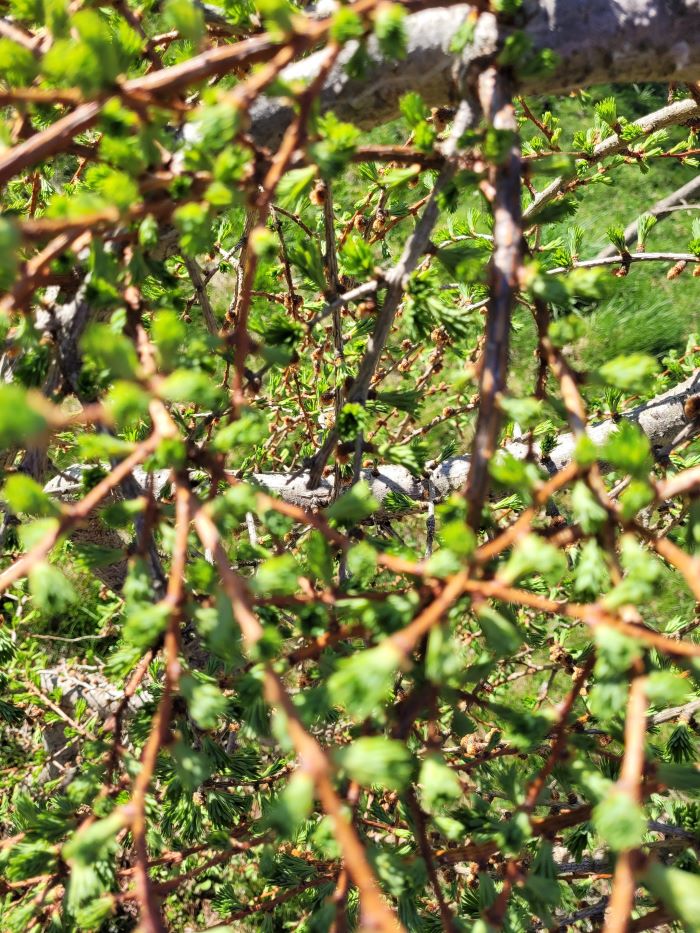 resized larch tree budding042124