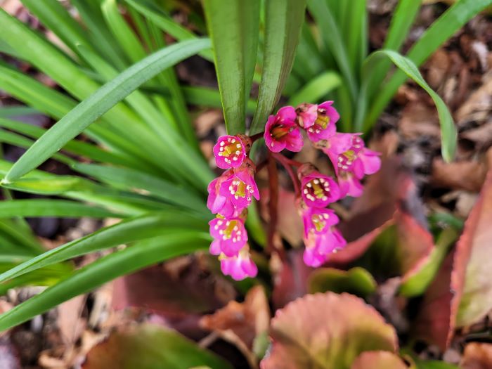 resized pretty pink flowers 20240416_161928