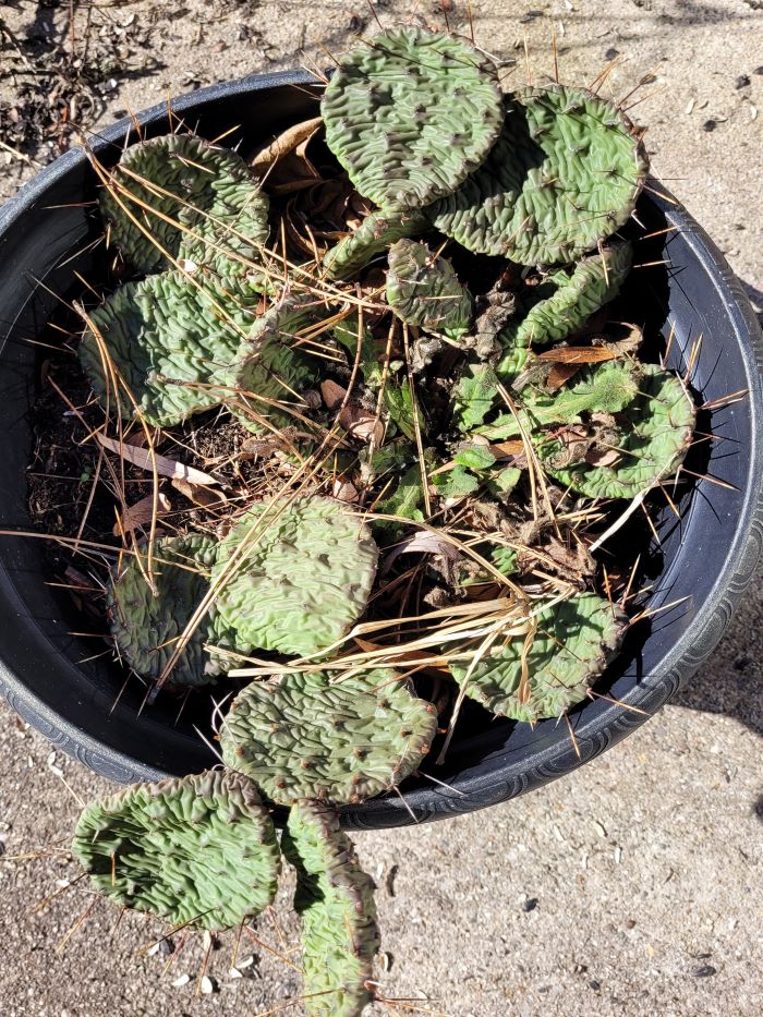 resized prickly pear in february 2 20240204_124606