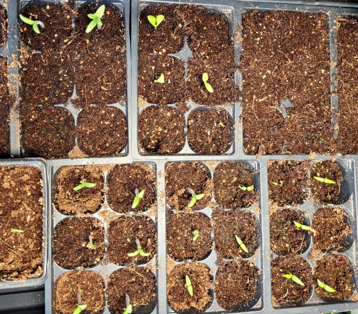 resized seedlings 20240414_191806