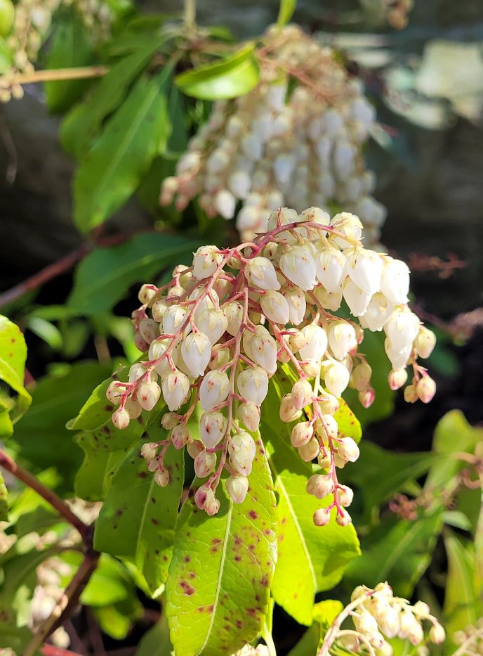 resized white flowers in lily of the valley family 20240409_152249