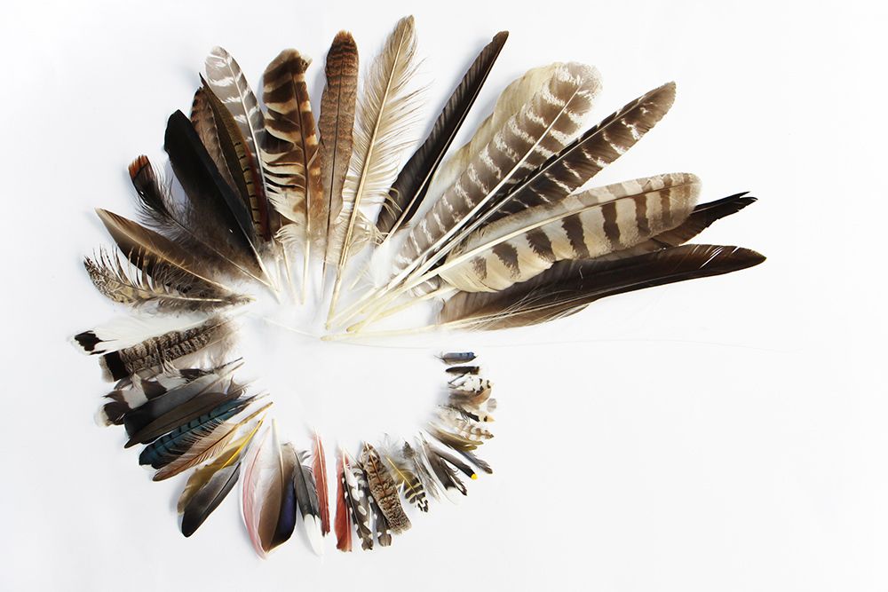 goose feathers