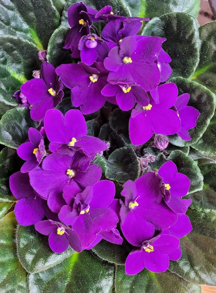 resized african violets gone wild 20240518_120754